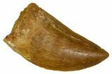 Serrated, Carcharodontosaurus Tooth - Real Dinosaur Tooth #372286-1